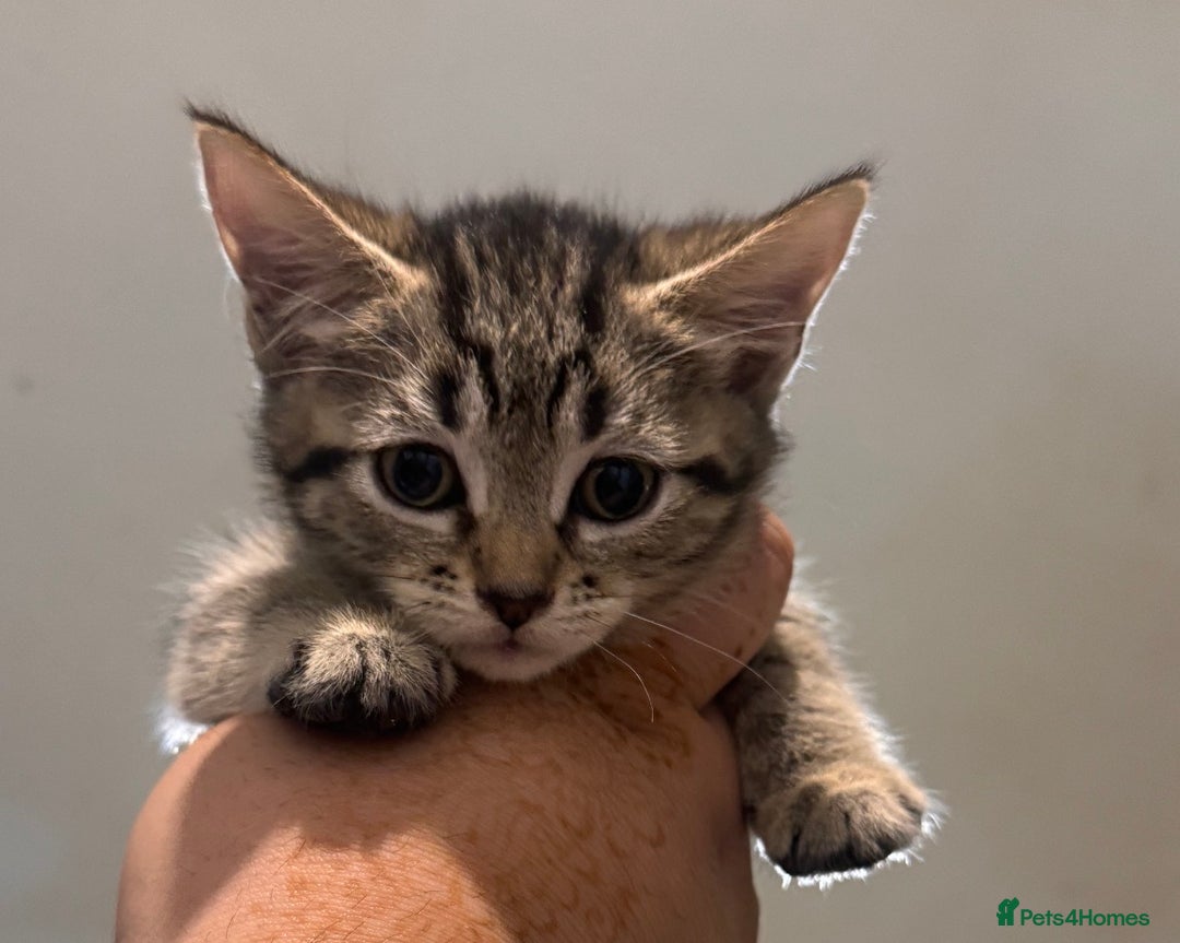 Mixed Breed cats for sale: Beautiful mixed breed kittens  - Image 1