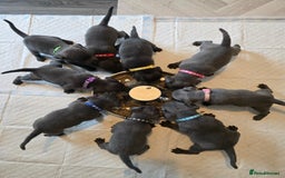 Staffordshire Bull Terrier dogs for sale: Kc Blue staffordshire bull terrier puppies - Image 17