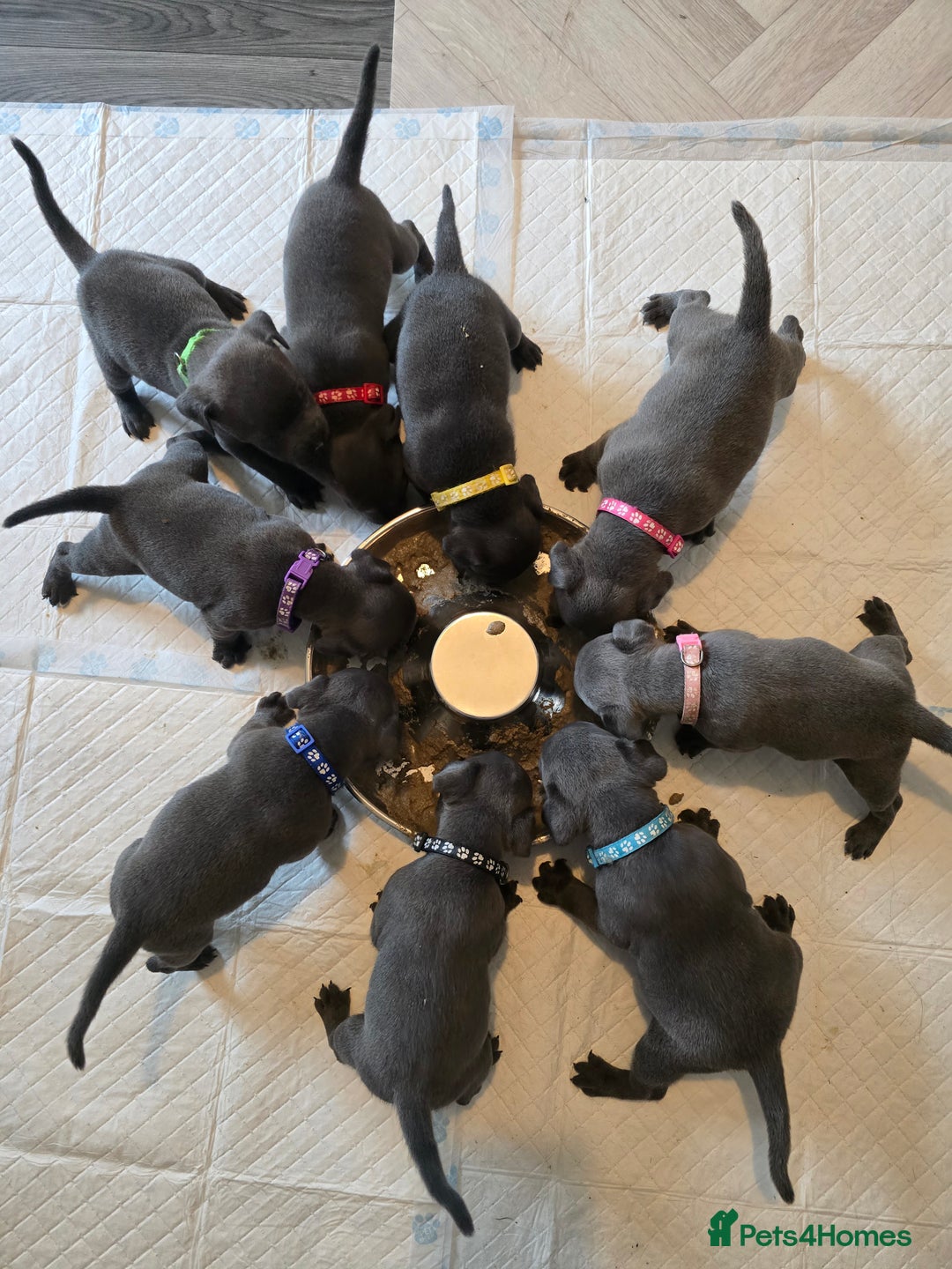 Staffordshire Bull Terrier dogs for sale: Kc Blue staffordshire bull terrier puppies - Image 17