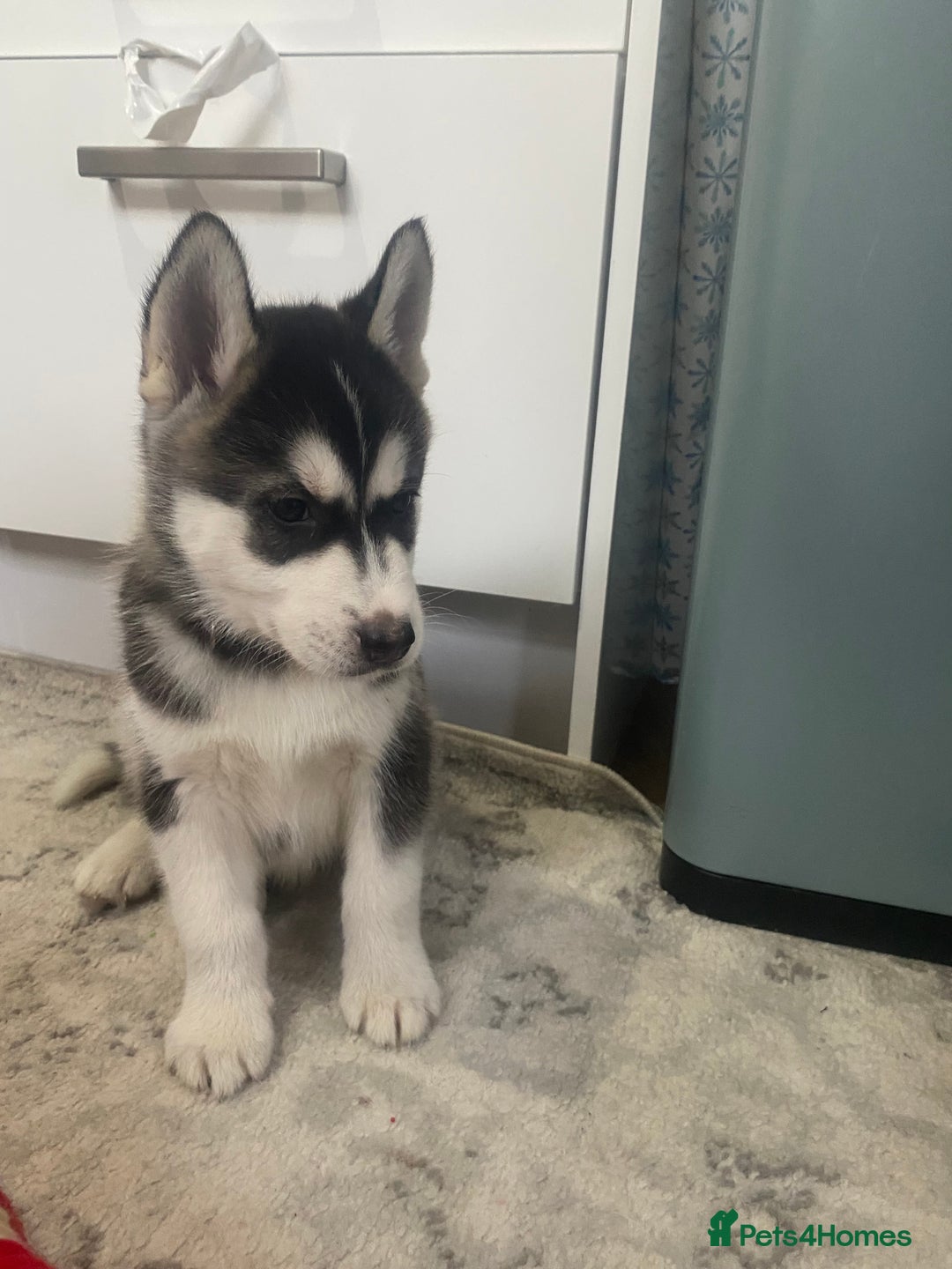 Siberian Husky dogs for sale: Siberian huskie  - Advert 4