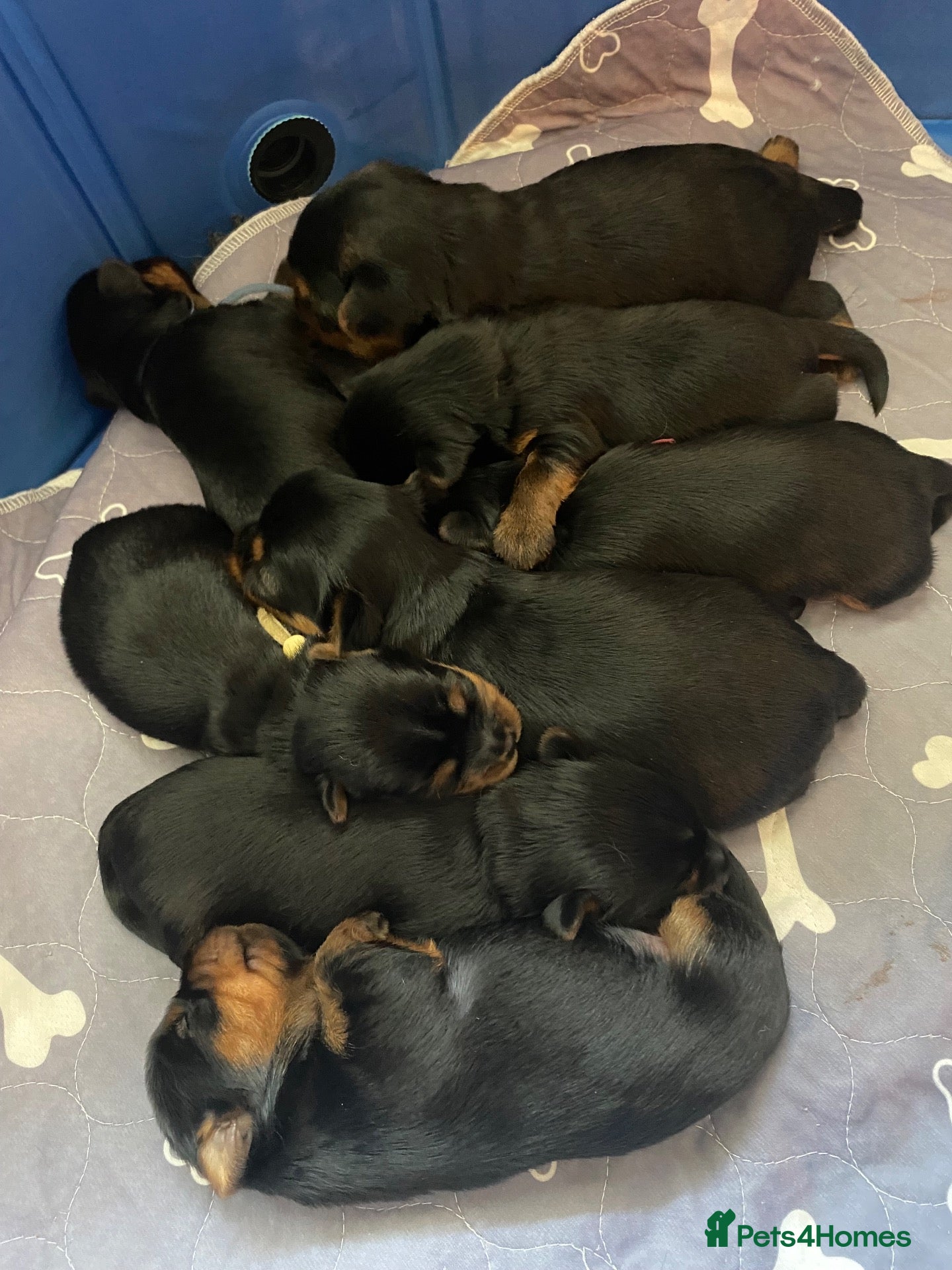 Yorkshire Terrier dogs KC Registered Yorkshire Terrier Puppies  - Advert 7