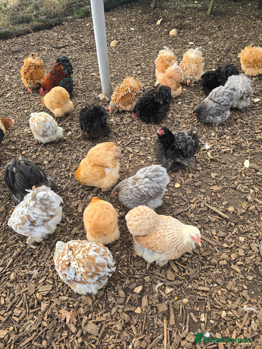 Chickens poultry for sale: Pekin Bantam Pullets  - Advert 3