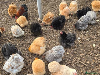 Chickens poultry Pekin Bantam Pullets - Advert 19