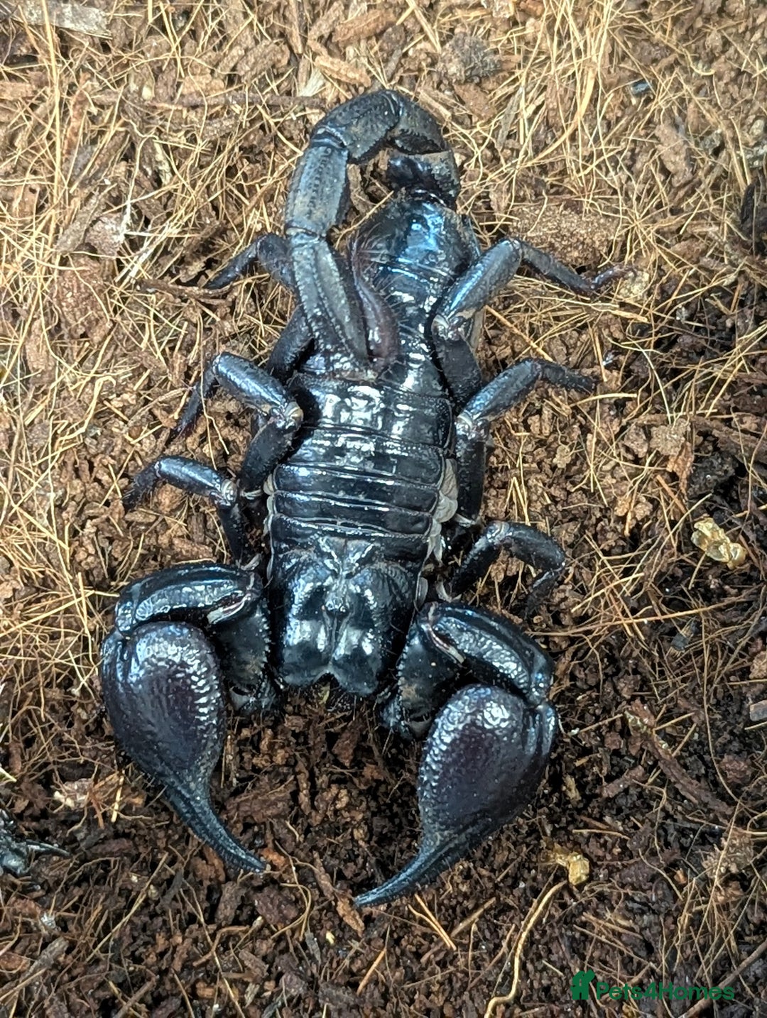 Bearded Dragon reptiles for sale: Variety of reptiles  - Advert 11