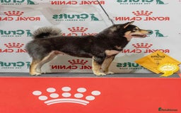 Japanese Shiba Inu dogs for sale: 	“Shiba Inu Puppies – Champion Pedigree, DNA Clear - Image 21
