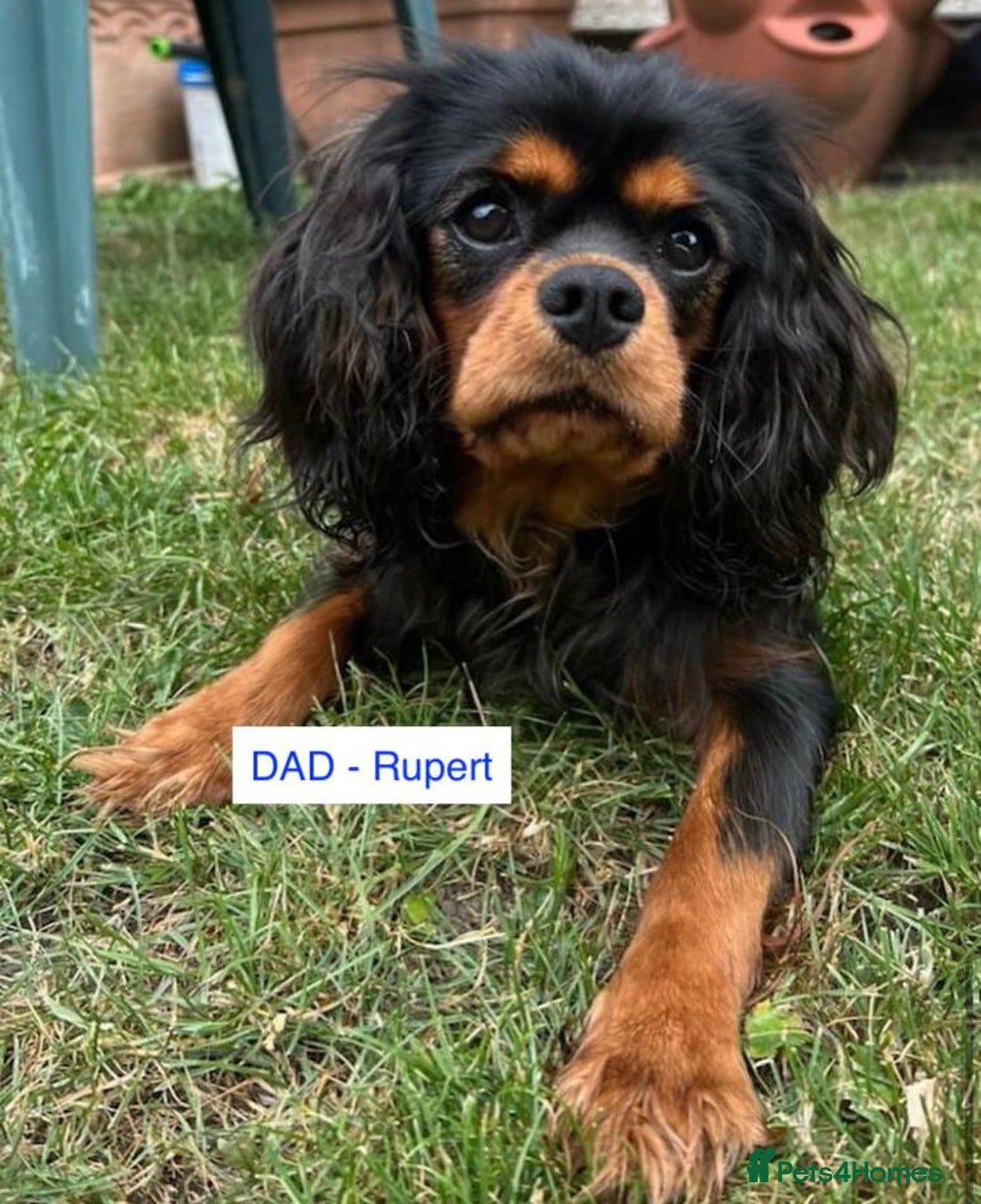 Cavalier King Charles Spaniel dogs for sale: KC Registered Puppies from Health Tested Parents  - Image 14