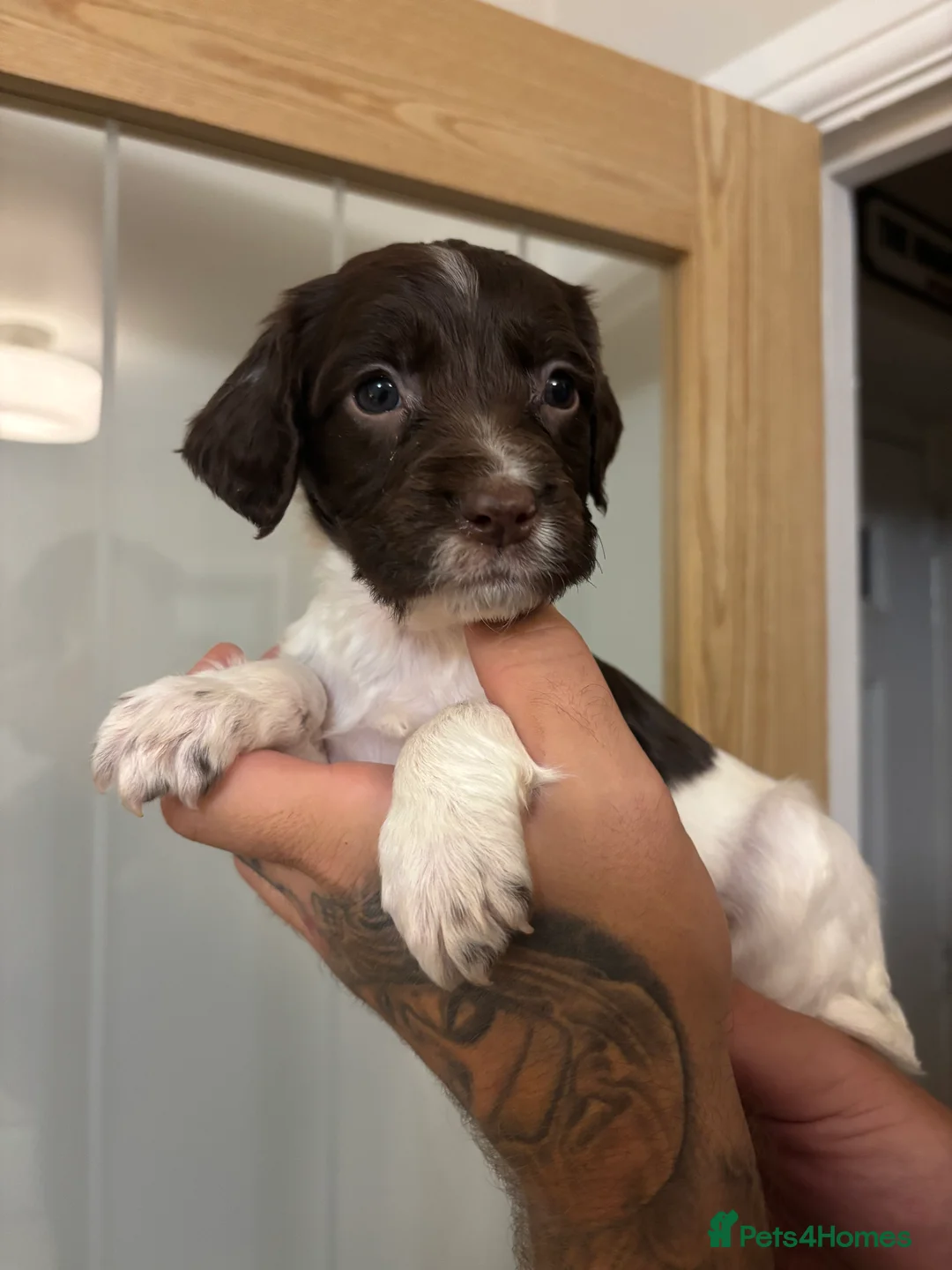 English Springer Spaniel dogs for sale: 🐾 English Springer Spaniel Puppies for Sale 🐾 - Advert 5