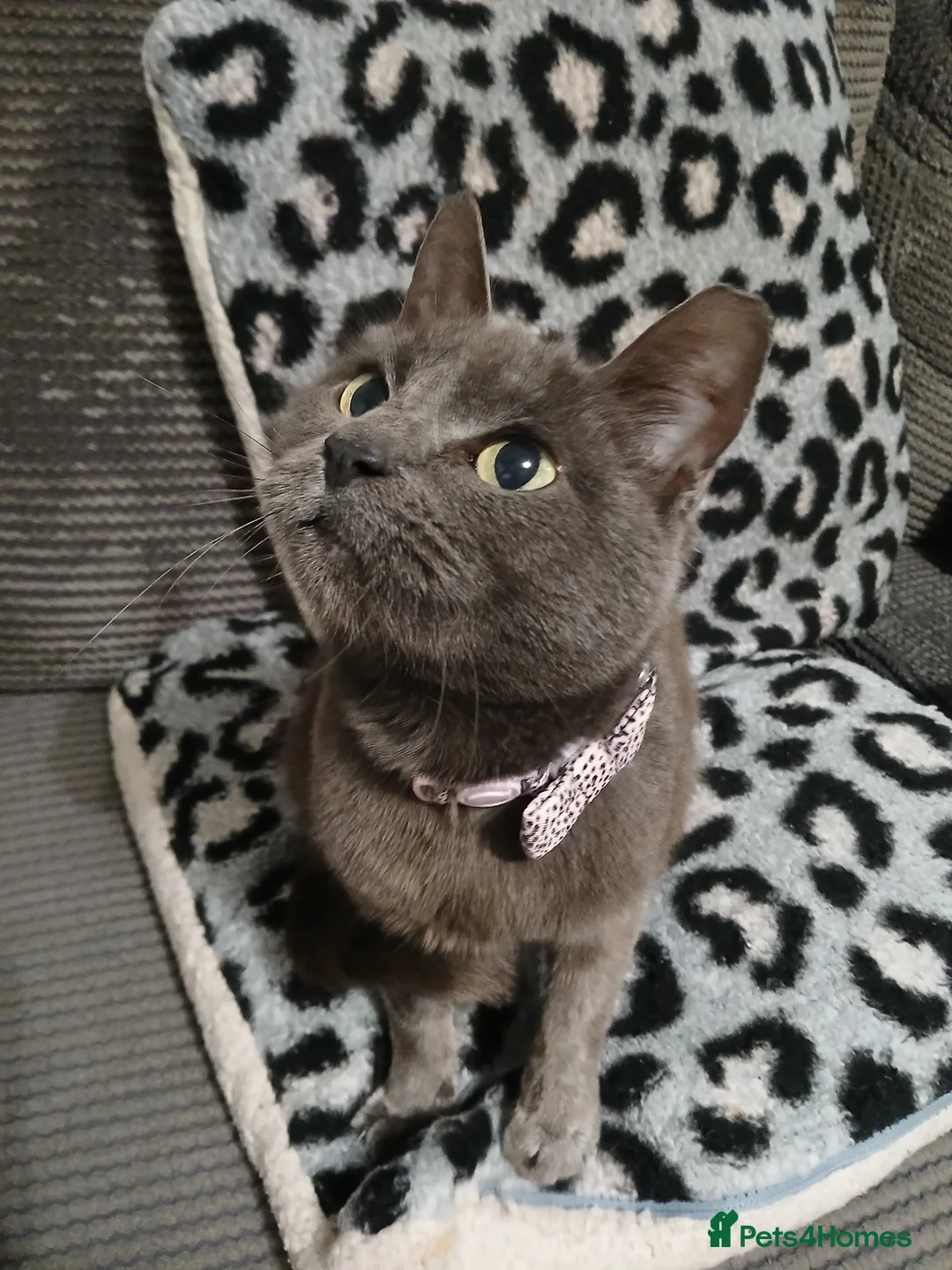 British Shorthair cats for sale: Blue Shorthair Female (Grey) in Basildon - Advert 5