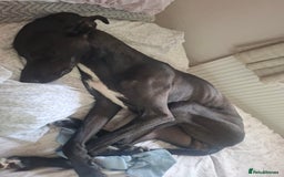 Lurcher dogs for stud: Adorable lurcher for stud - Image 4