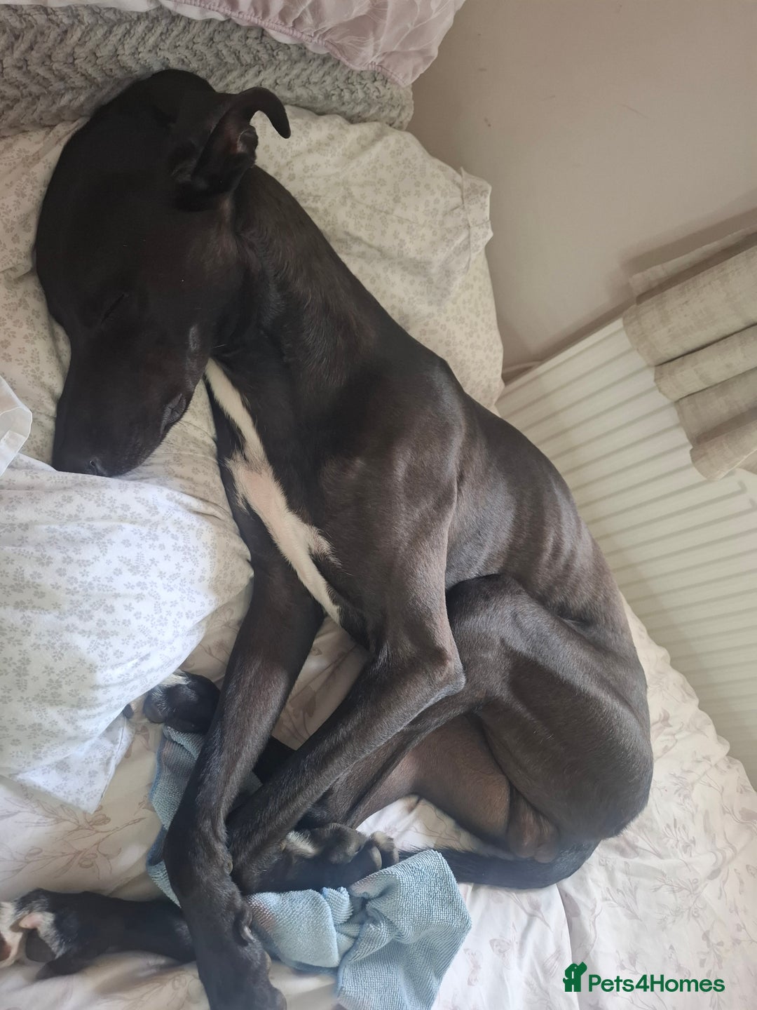 Lurcher dogs for stud: Adorable lurcher for stud - Image 4