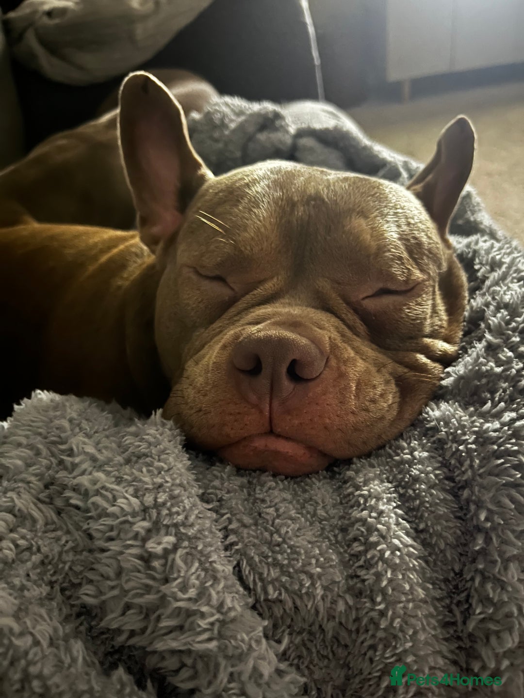 American Bully dogs for sale: One year old pocket bully  - Advert 6