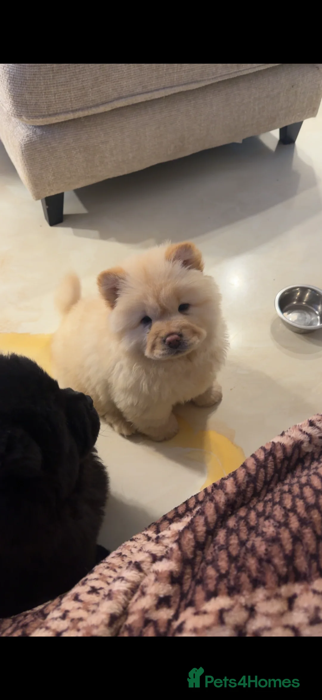 Chow Chow dogs for sale: Chow chow  - Advert 2