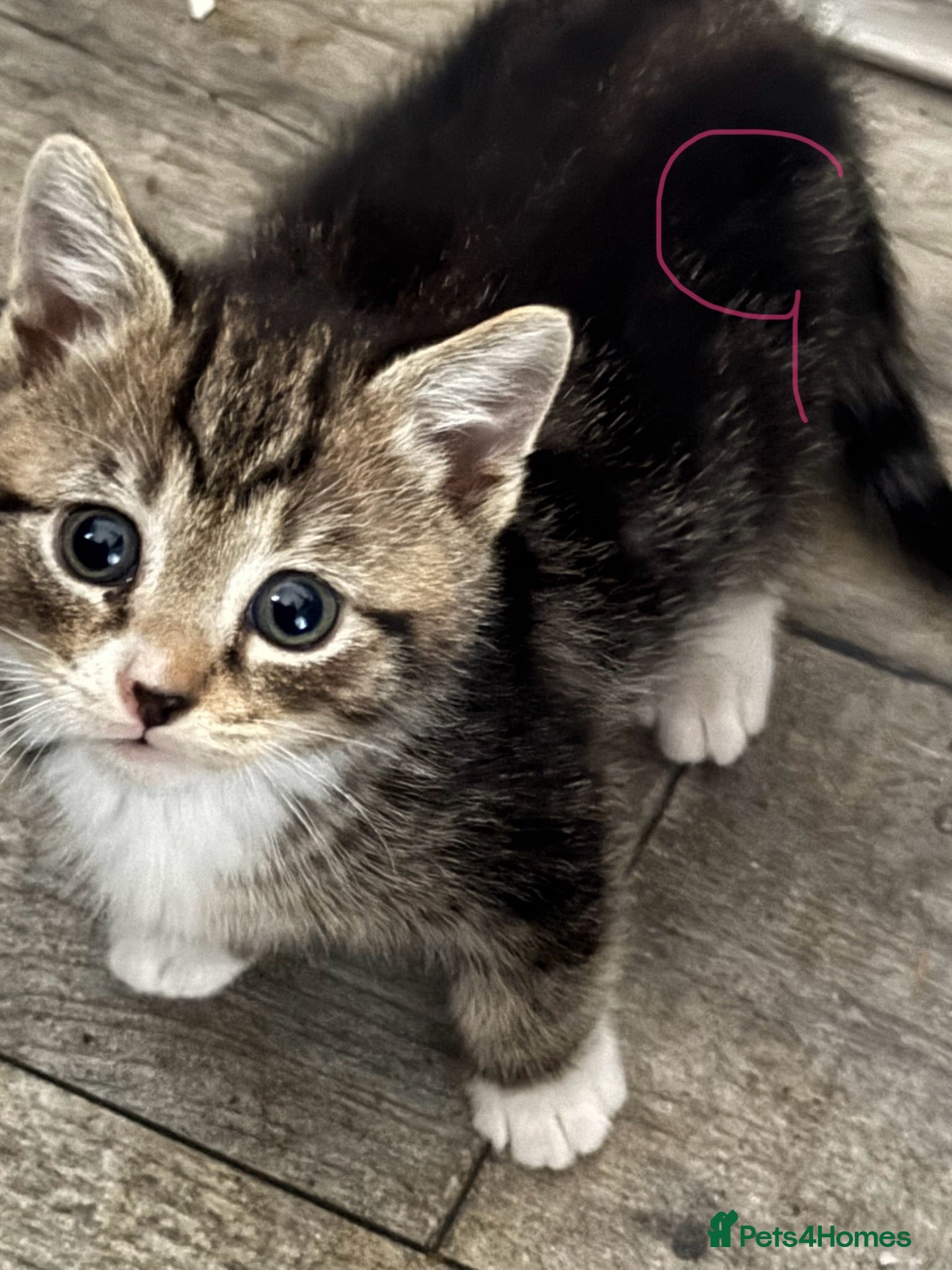 Mixed Breed cats 2 little kittens ready for their forever home - Advert 14