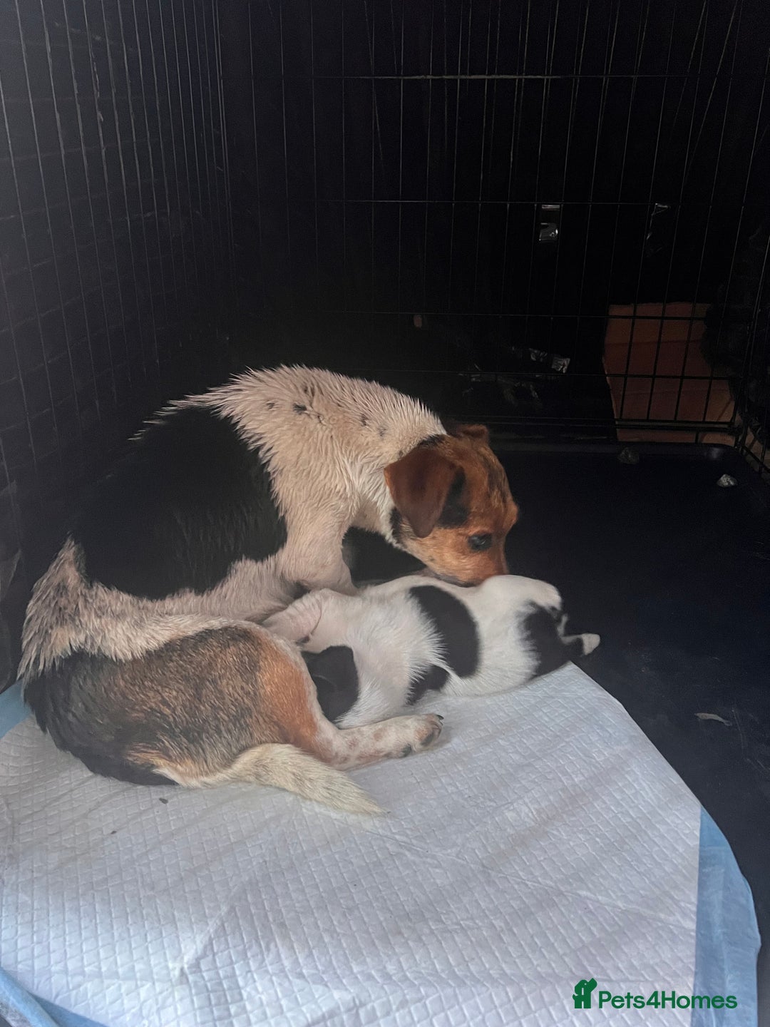 Jack Russell dogs for sale: Jack russel puppy - Image 5