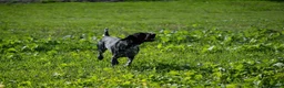 German Shorthaired Pointer dogs for stud: KC registered GSP For Stud - Advert 12