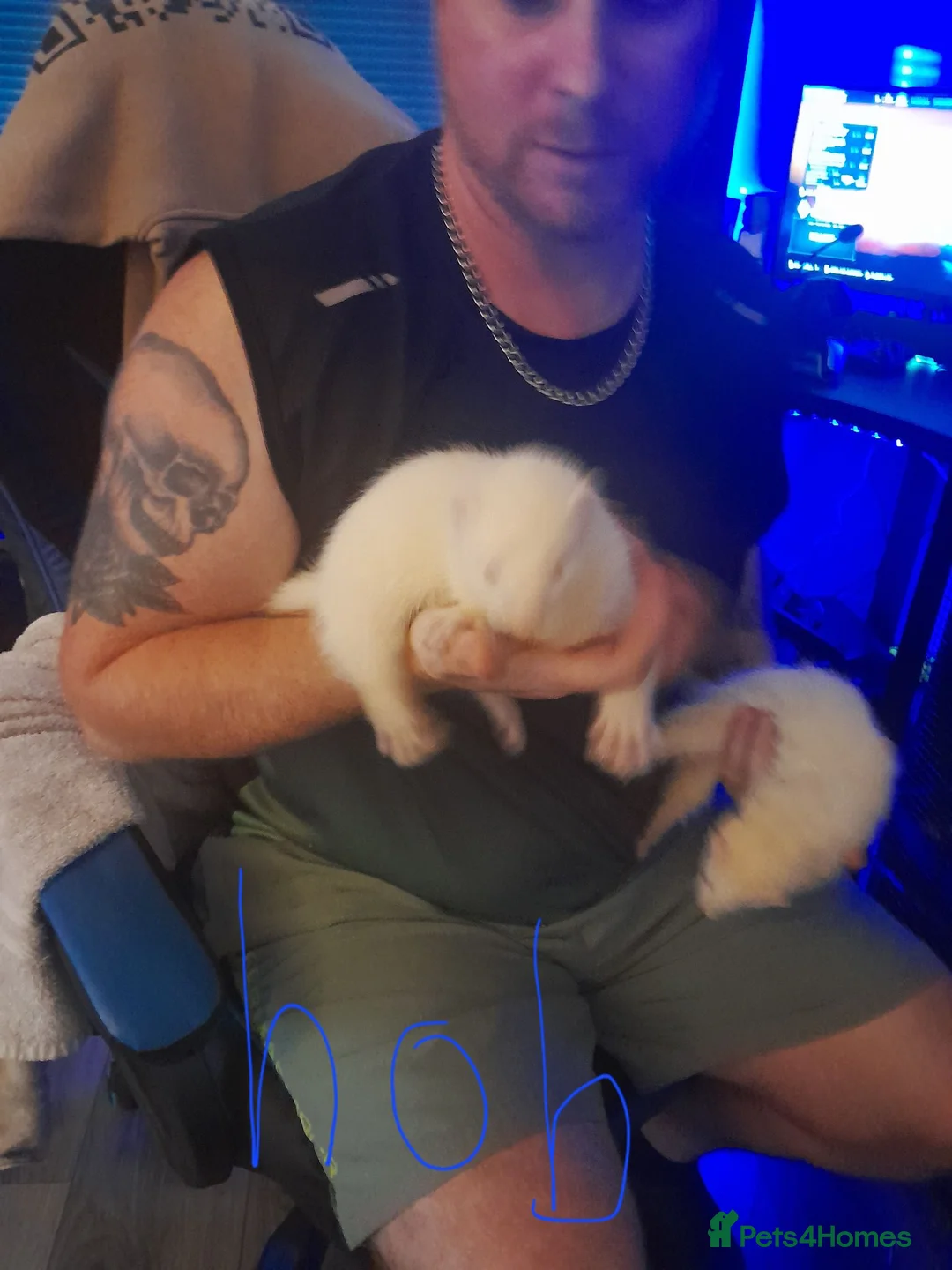 Ferret rodents for sale: 3 hobs albino and 1 jill albion - Advert 3