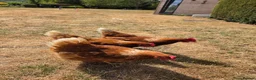 Chickens poultry for sale: Looking to rehome 3 hens. Good layers! - Advert 1