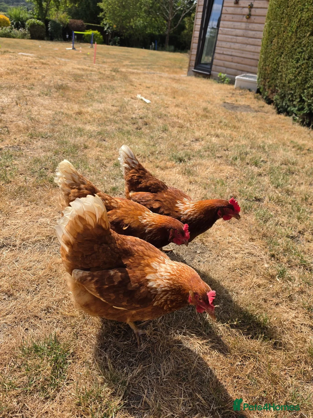 Chickens poultry for sale: Looking to rehome 3 hens. Good layers! - Advert 1