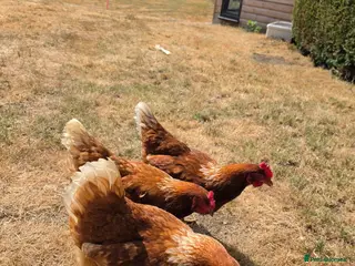 Chickens poultry Looking to rehome 3 hens. Good layers! - Advert 1
