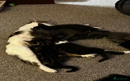 Domestic Shorthair cats for sale: 7 very adorable kittens  - Image 5