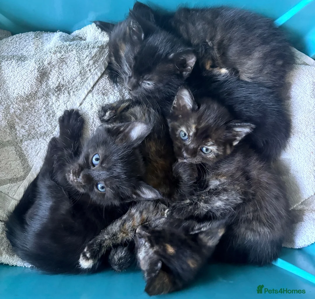 Mixed Breed cats for sale: 5 Mixed Coloured Kittens Available! - Advert 2