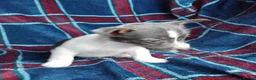 Jack Russell dogs for sale: Jack russell pups for sale - Advert 9