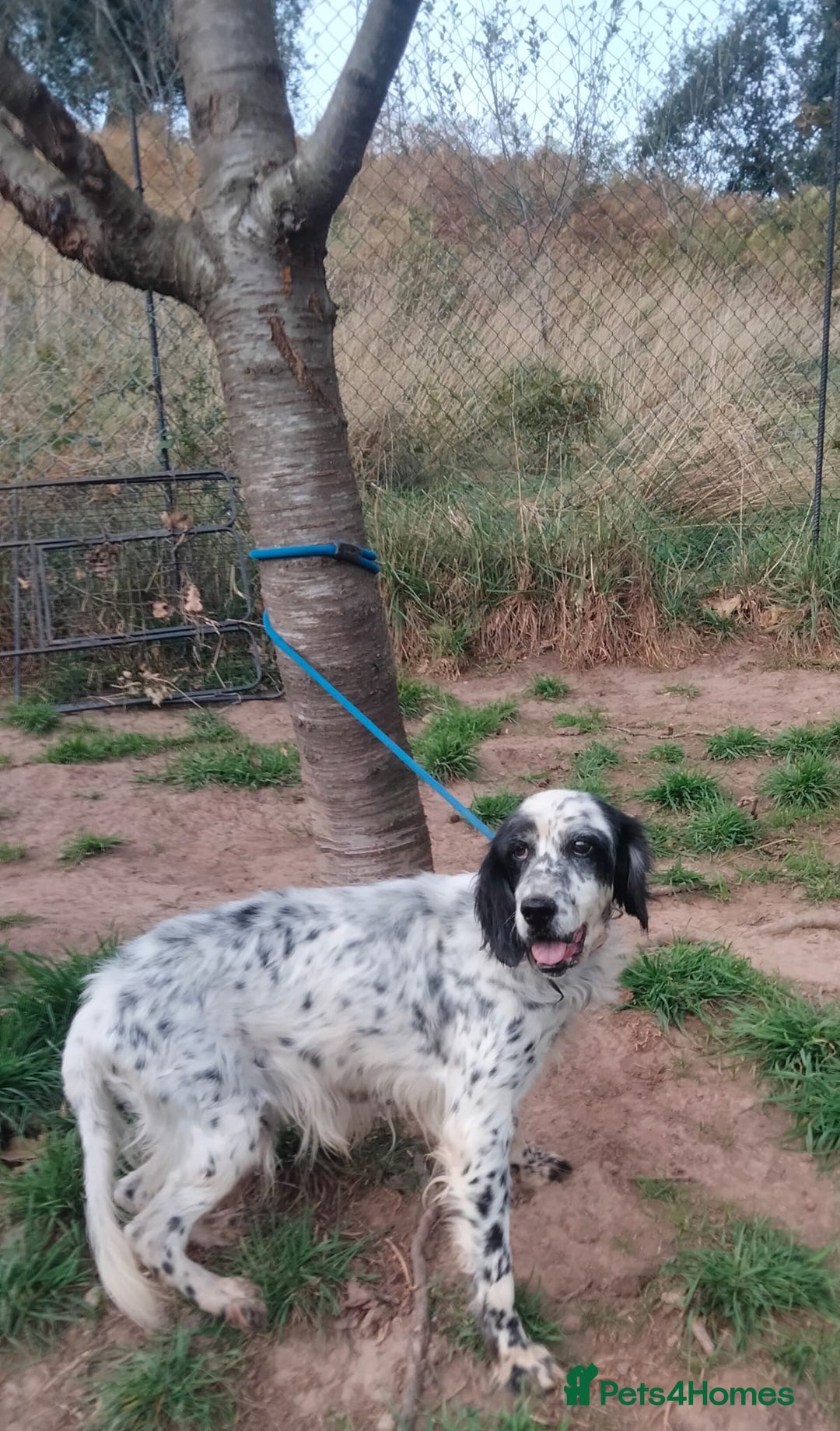 English Setter dogs for adoption: Mascotte - Advert 10