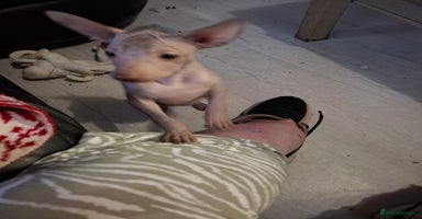 Mexican Hairless dogs - Advert 7