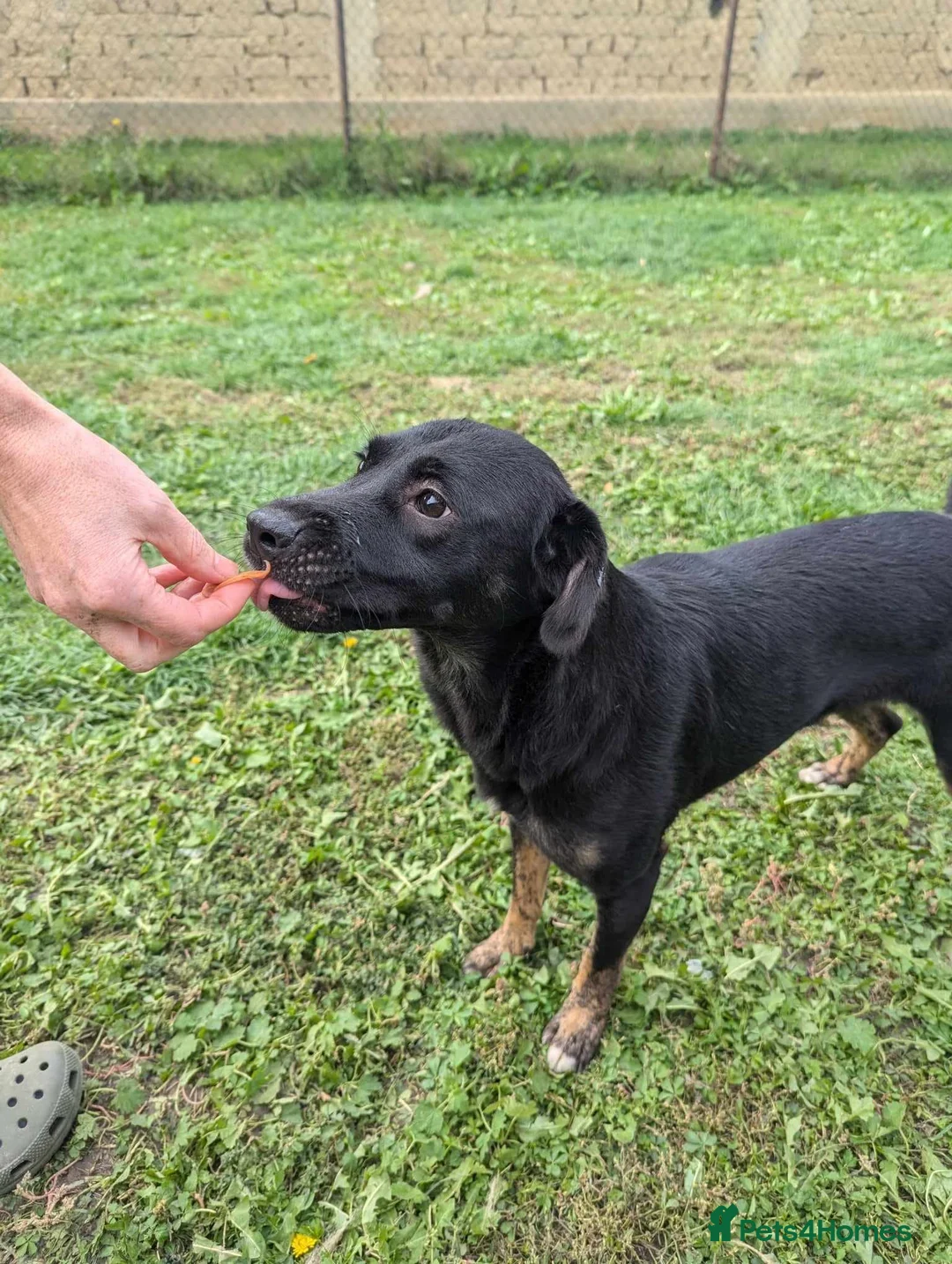 Mixed Breed dogs for adoption: Midnight for adoption - Advert 7