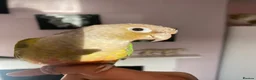 Conures birds for sale: Male Green Cheek Conure and Cockatiel  in Knutsford - Advert 1