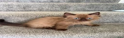 Ragdoll cats for sale: Tica Registered Mink Ragdolls - Advert 18