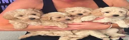 Maltipoo dogs for sale: Toy Maltipoos  - Advert 13