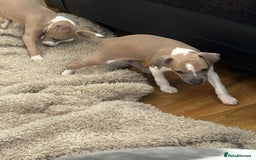 Italian Greyhound dogs for sale: italian greyhound puppies for sale - Image 12