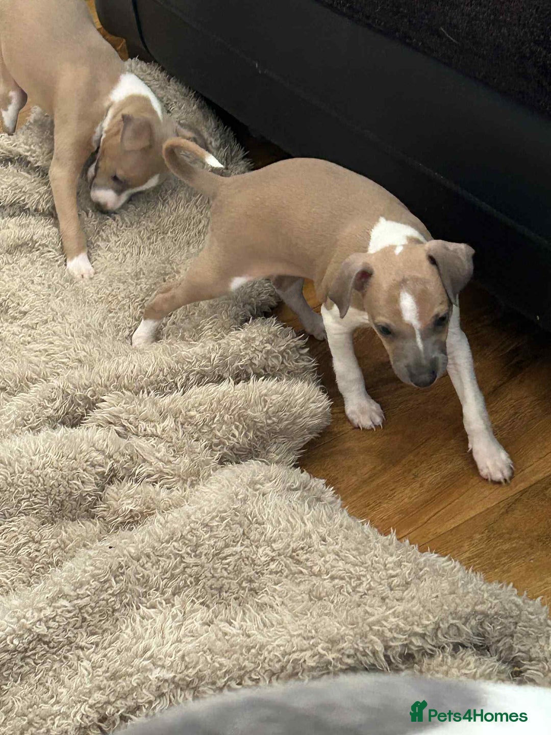 Italian Greyhound dogs for sale: italian greyhound puppies for sale - Image 12