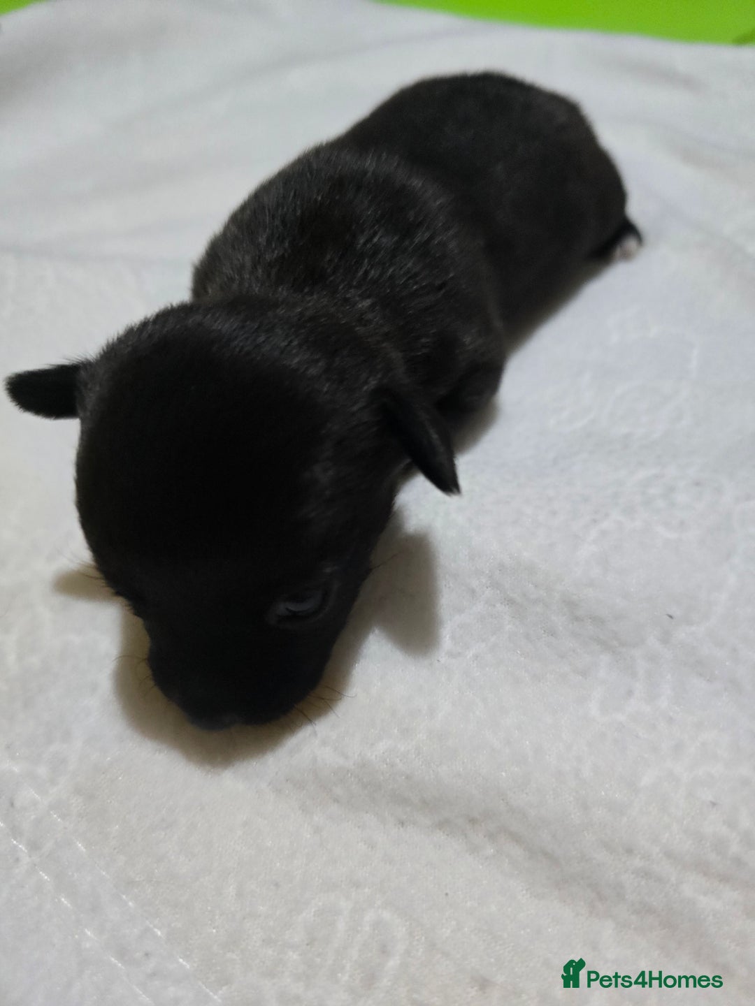 Chihuahua dogs for sale: Beautifull Chihuahua Puppies - Advert 5