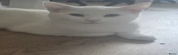 Turkish Angora cats for sale: Adorable kittens looking to be rehomed. - Advert 2