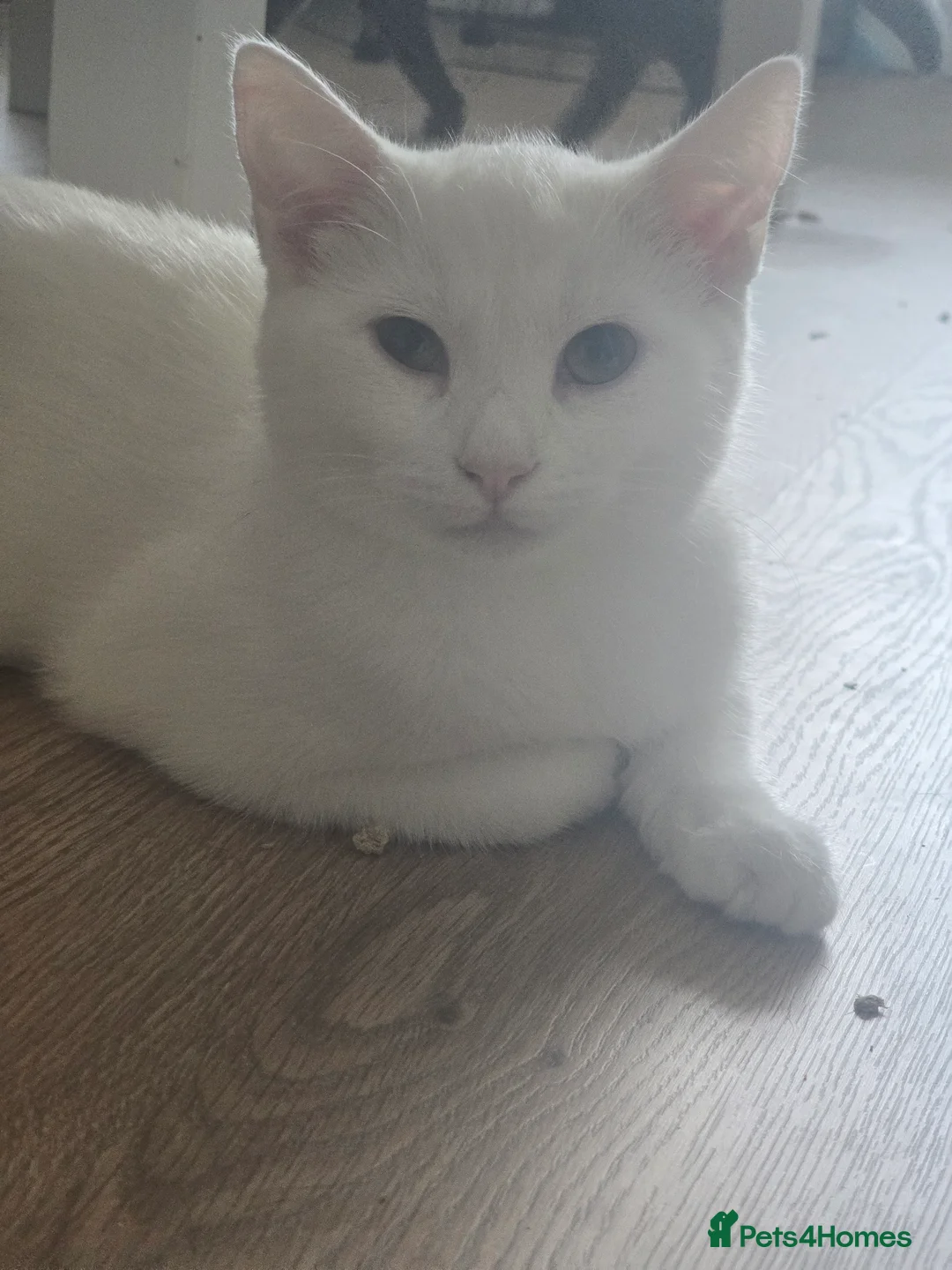 Turkish Angora cats for sale: Adorable kittens looking to be rehomed. - Advert 2