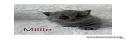 British Shorthair cats for sale: Stunning Blue British Shorthair Kittens  - Advert 15