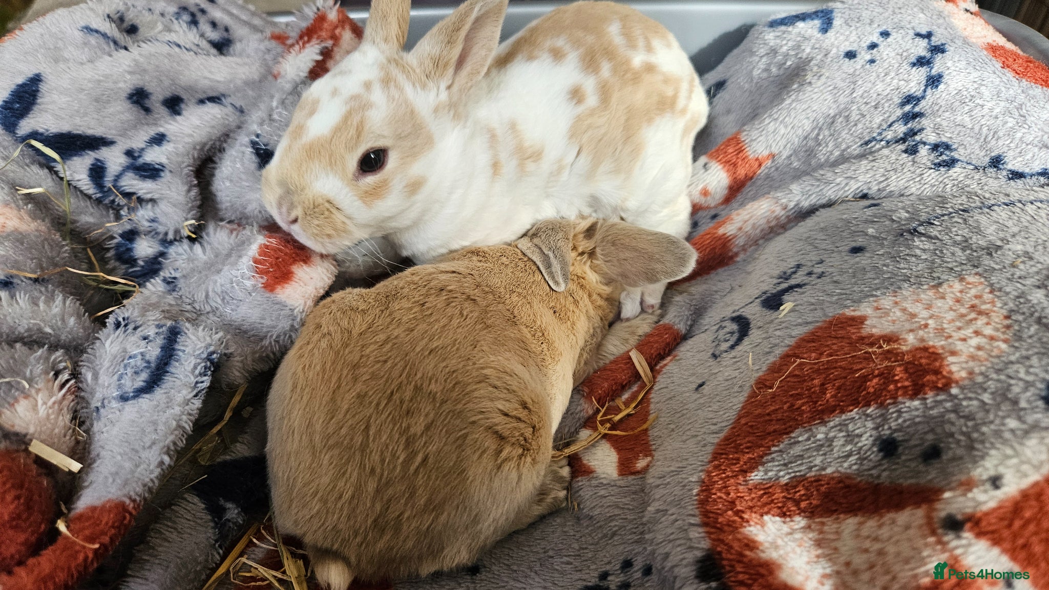 Rex rabbits Rex & Mini Rex Kits Available - Advert 1