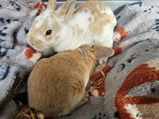 Rex rabbits Rex & Mini Rex Kits Available - Advert 1