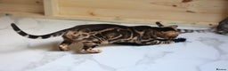Bengal cats for sale: Snow, Silver & Brown Clouded Top Quality Bengals - Advert 6