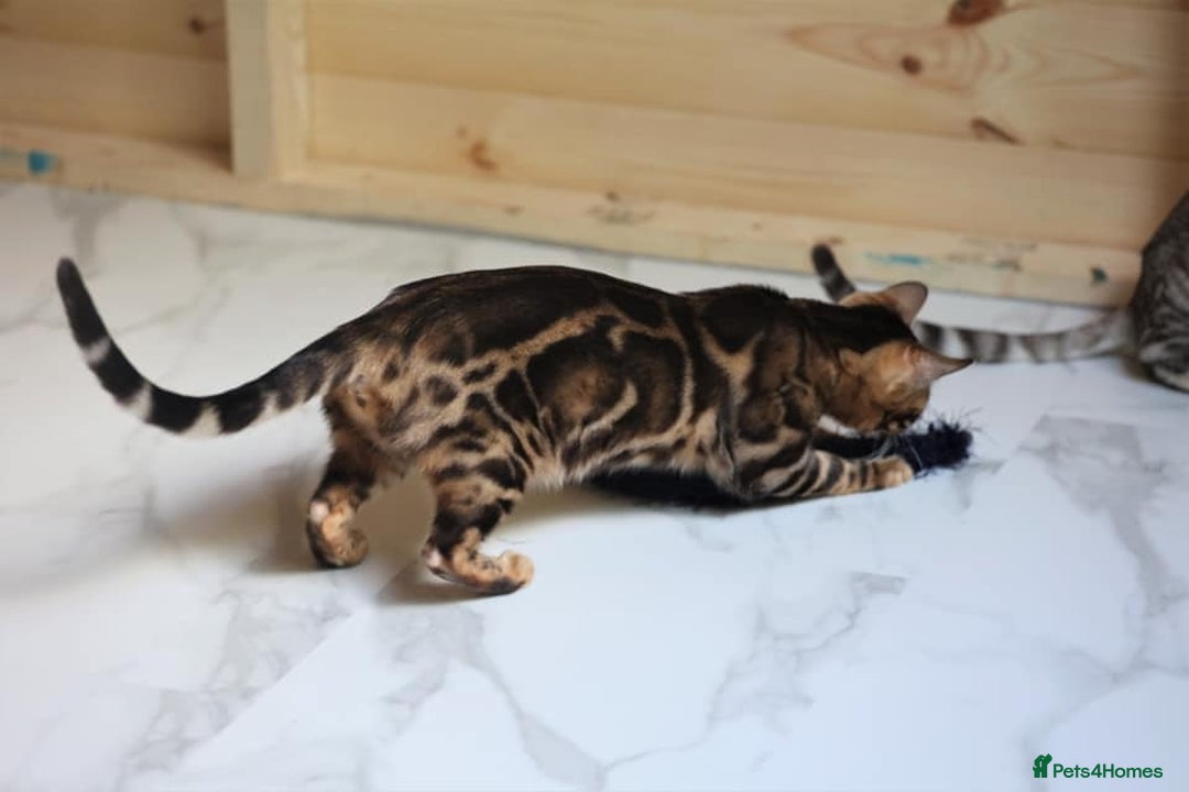 Bengal cats for sale: Snow, Silver & Brown Clouded Top Quality Bengals - Advert 6