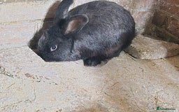 Rex rabbits for sale: rex/mini lop rabbits  - Image 3