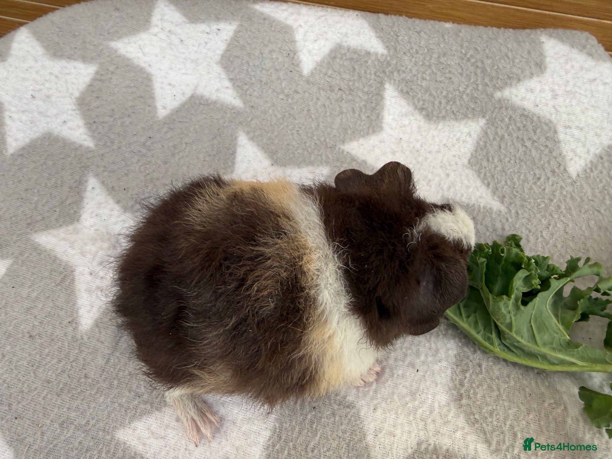 Guinea Pig rodents 1 female teddy guineapigs AVAILABLE  - Advert 2