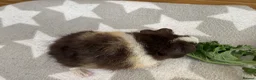 Guinea Pig rodents for sale: 1 female teddy guineapigs AVAILABLE  - Advert 2