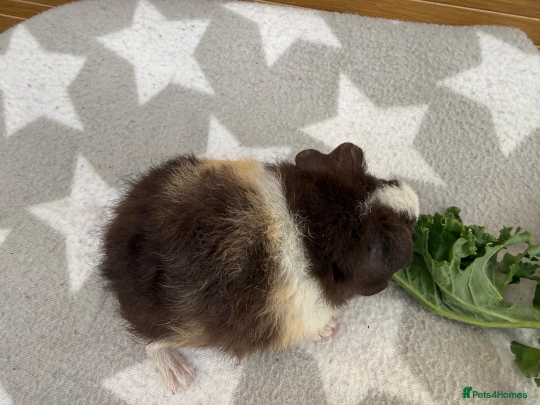 Guinea Pig rodents for sale: 1 female teddy guineapigs AVAILABLE  - Advert 2