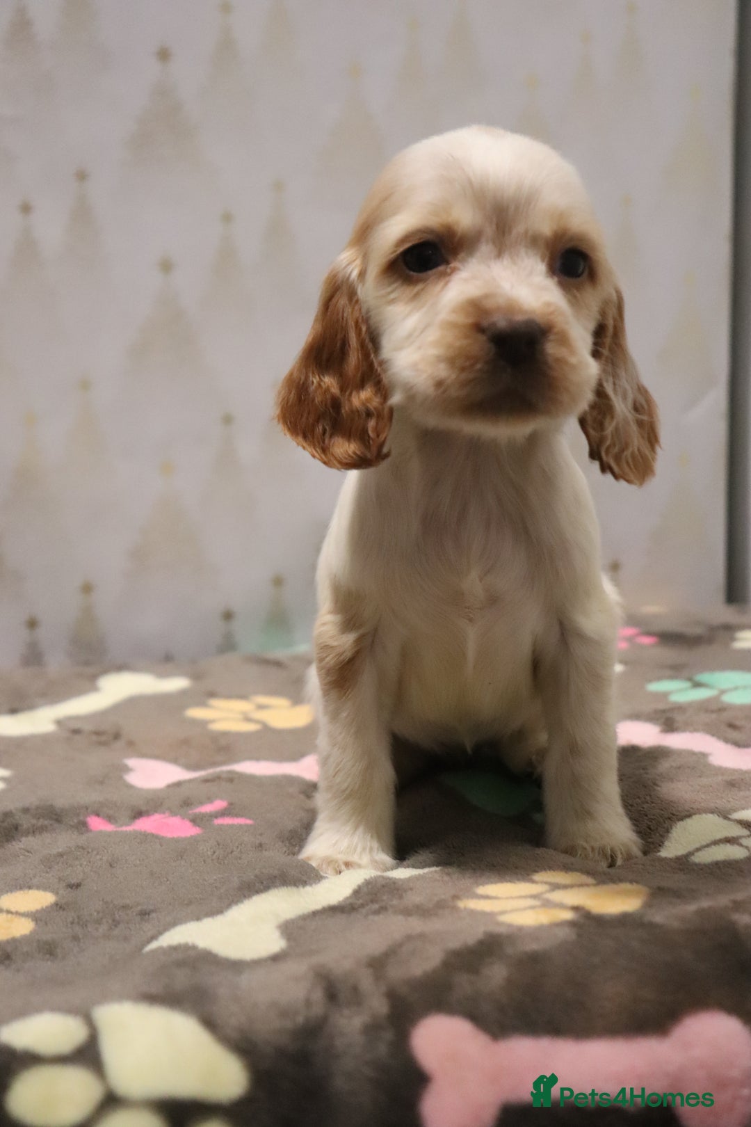 Cocker Spaniel dogs for sale: Fully Health Tested Cocker Spaniel Puppies  - Advert 14