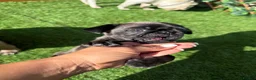 Pug dogs for sale: Siera - Advert 3