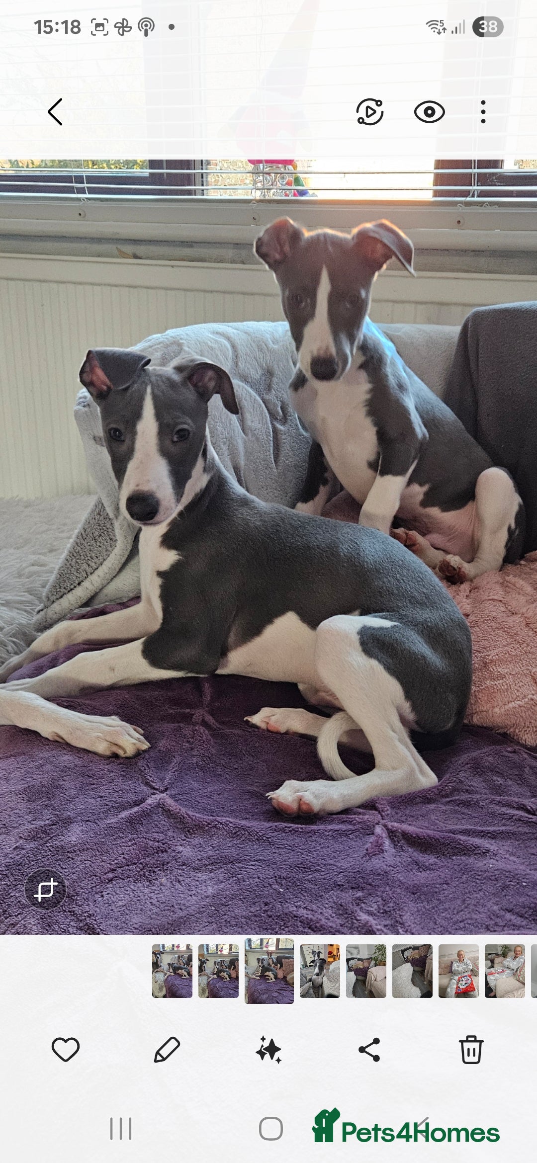 Whippet dogs KENNEL CLUB WHIPPETS  - Advert 5