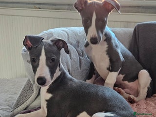 Whippet dogs KENNEL CLUB WHIPPETS - Advert 5